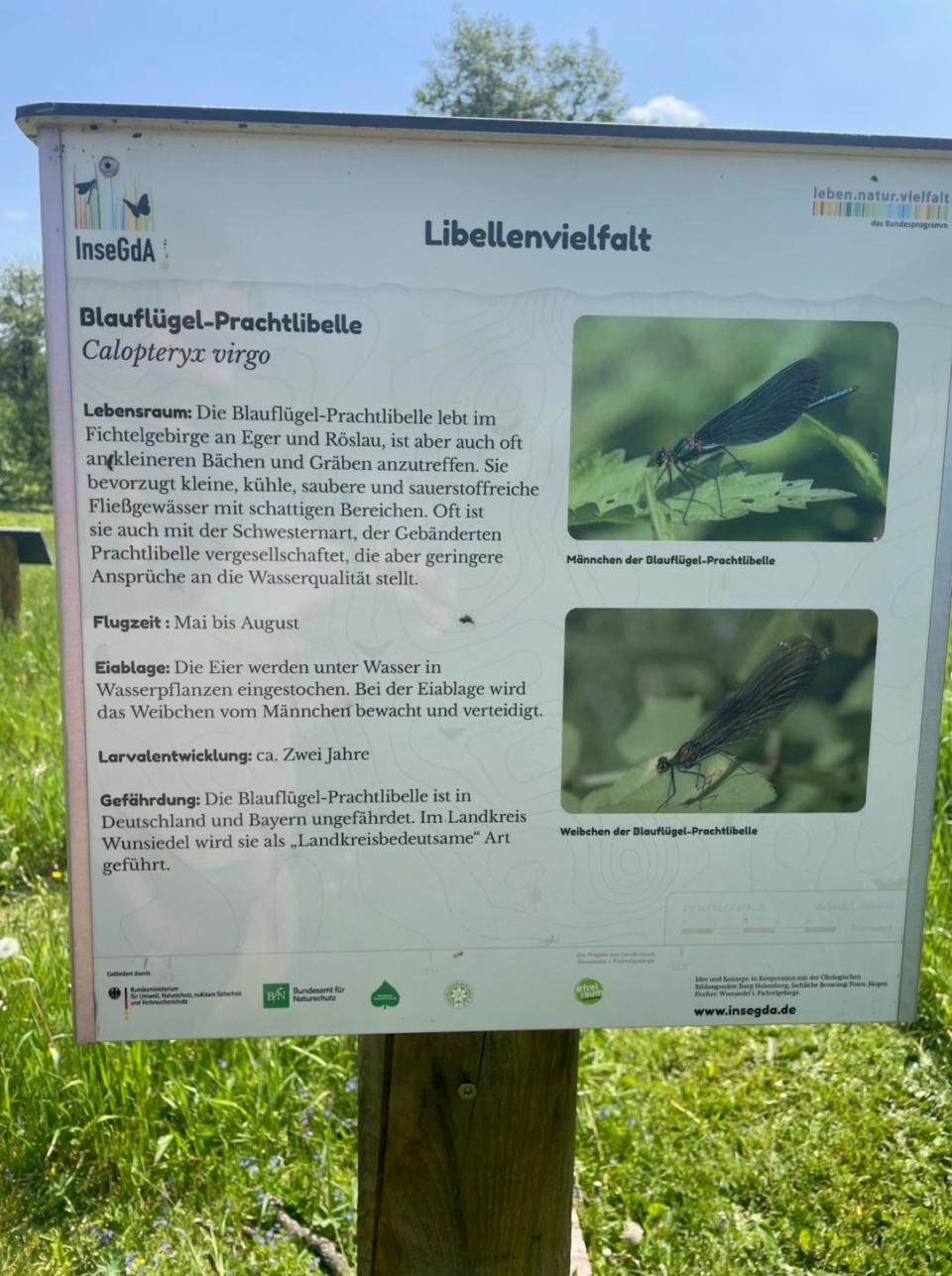 Infotafel zu verschiedenen Libellenarten